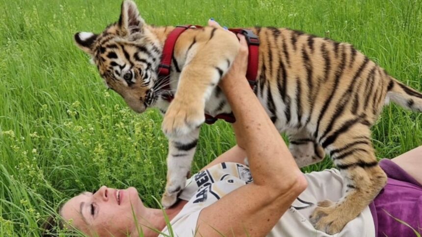 carmen zander with tiger