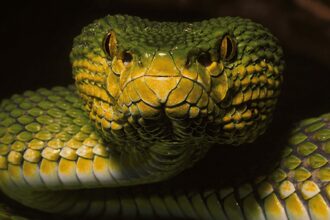 snake