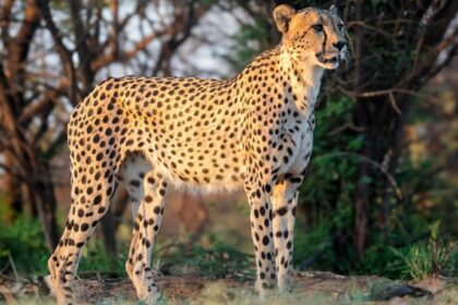 Cheetah