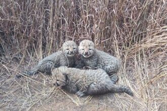 kuno park cheetah, cheetah cubs die in kuno, cheetah,