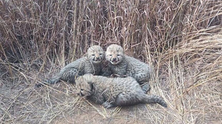 kuno park cheetah, cheetah cubs die in kuno, cheetah,