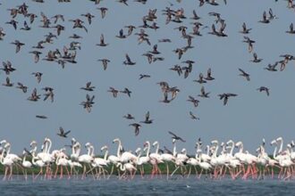 Chilika Lake