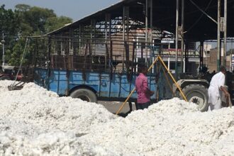 five-year mission to increase cotton yield, increase cotton yield, cotton yield, cotton, cotton production, cotton prices, Indian express news, current affairs