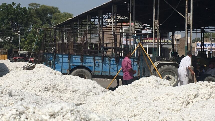 five-year mission to increase cotton yield, increase cotton yield, cotton yield, cotton, cotton production, cotton prices, Indian express news, current affairs