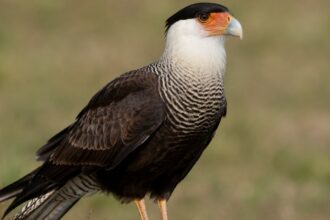 Dutch scientist searching for Darwin’s caracara identified as ‘patient zero’ in deadly hantavirus outbreak