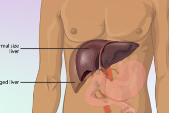 liver