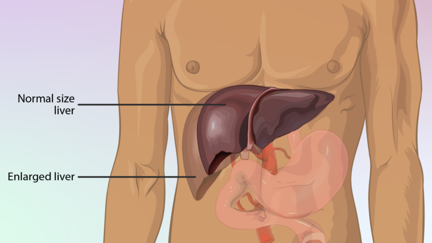 liver