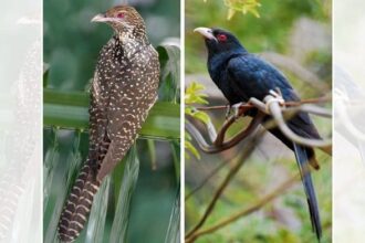 The female (left) and male Asian Koel | Commons