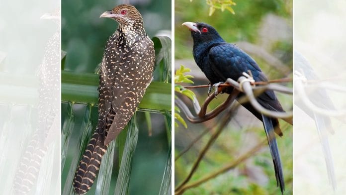 The female (left) and male Asian Koel | Commons