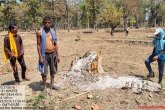 Chhattisgarh tree fellinf