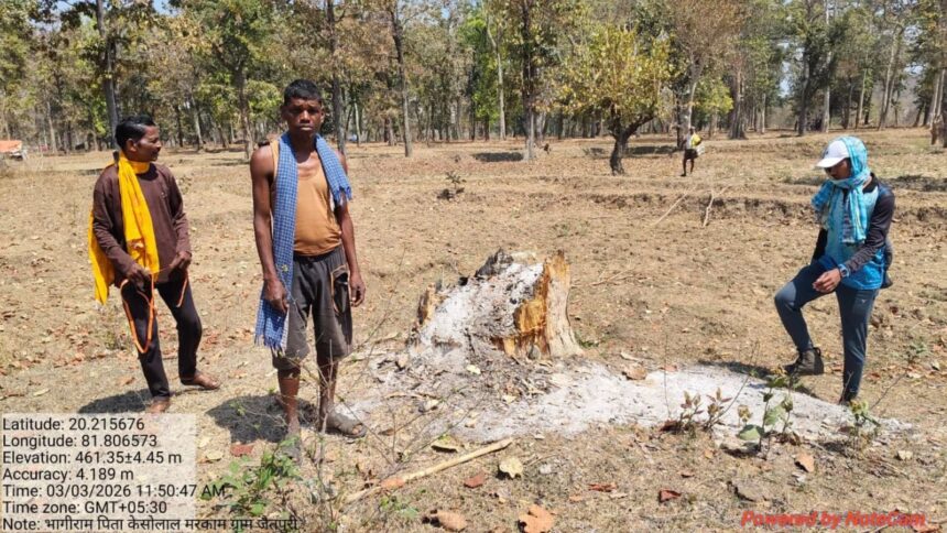 Chhattisgarh tree fellinf