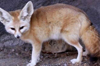 Fennec