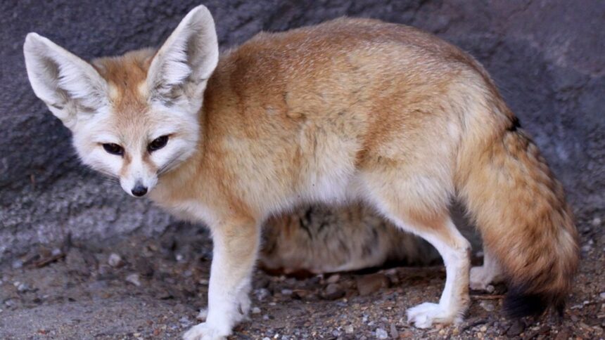 Fennec