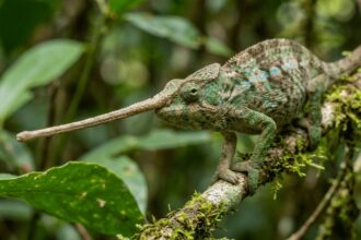 chameleon