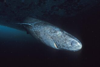 Researchers claim that the Greenland sharks have equipped themselves with an efficient DNA repair mechanism, which protects them from tumours, and an efficient immune system(Image: Wikimedia Commons)