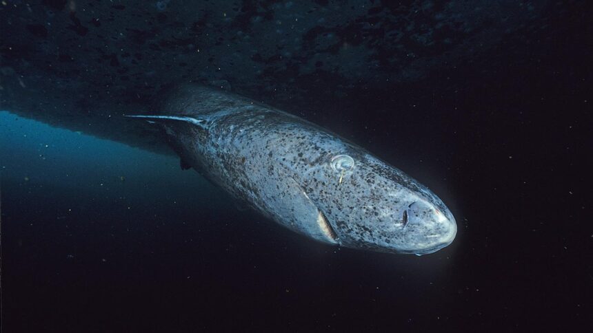 Researchers claim that the Greenland sharks have equipped themselves with an efficient DNA repair mechanism, which protects them from tumours, and an efficient immune system(Image: Wikimedia Commons)
