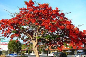A gulmohar tree