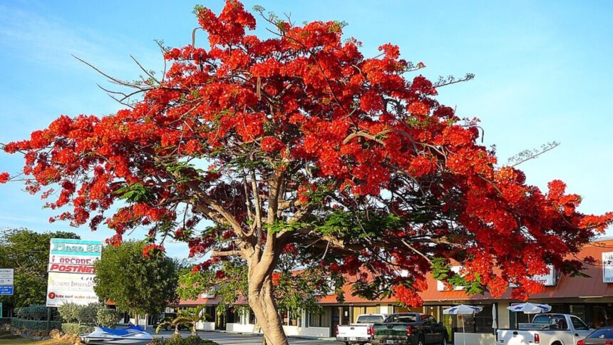 A gulmohar tree