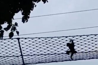 Assam ape