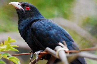 Asian Koel