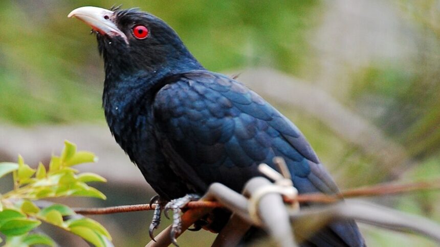 Asian Koel