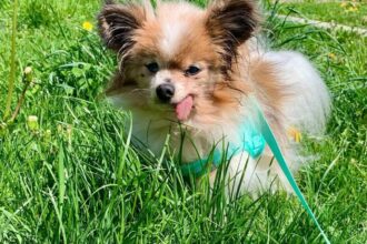 Lazare, a Papillon believed to be among the world’s oldest dogs, has died in southeastern France at nearly 30 years old, weeks after losing its longtime owner and finding a new home. (Image via Instagram: @lazare_le_trentenaire)