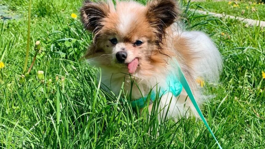 Lazare, a Papillon believed to be among the world’s oldest dogs, has died in southeastern France at nearly 30 years old, weeks after losing its longtime owner and finding a new home. (Image via Instagram: @lazare_le_trentenaire)