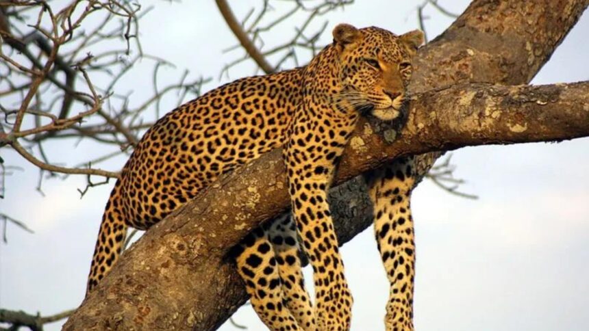 animals