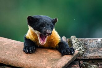 Nilgiri Marten