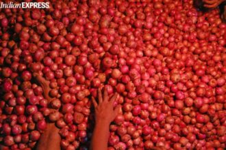 onion procurement 2026, onion, nafed