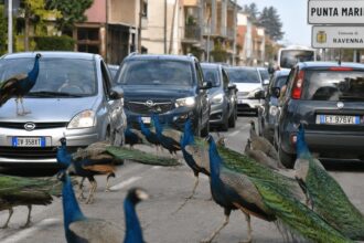 peacock