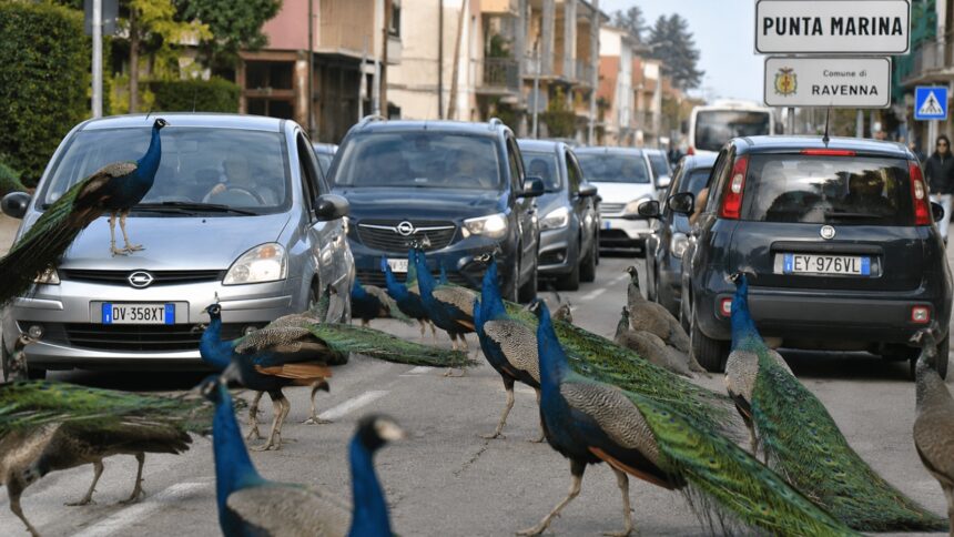 peacock