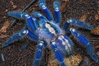 Andhra Pradesh gears up to protect the Peacock Tarantula