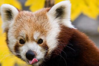 Red Panda
