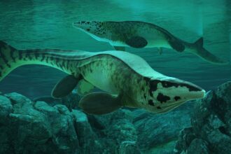 According to the researchers, Tylosaurus rex had finely serrated teeth designed for slicing flesh, powerful jaw and neck muscles for subduing large prey, and a massive streamlined body built for hunting in open water. (image: Reuters)