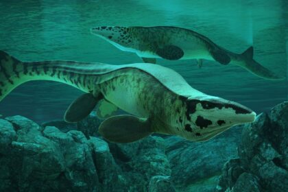 According to the researchers, Tylosaurus rex had finely serrated teeth designed for slicing flesh, powerful jaw and neck muscles for subduing large prey, and a massive streamlined body built for hunting in open water. (image: Reuters)
