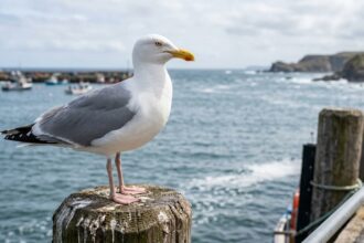 Seagulling in dating