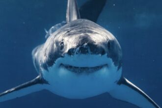 sharks
