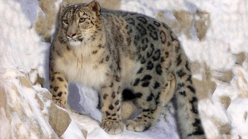 Snow Leopard
