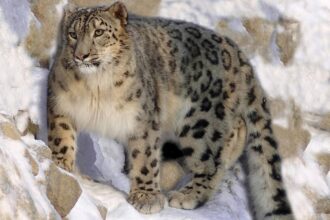 Snow leopard
