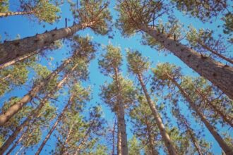 For new mine, Rajasthan PSU seeks to cut 4.48L trees in Chhattisgarh forest