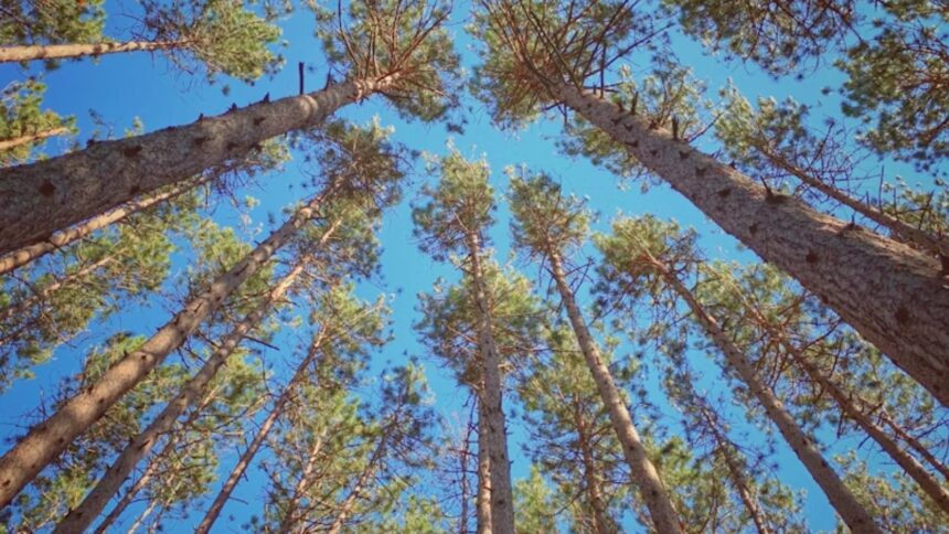 For new mine, Rajasthan PSU seeks to cut 4.48L trees in Chhattisgarh forest