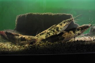 Walking catfish