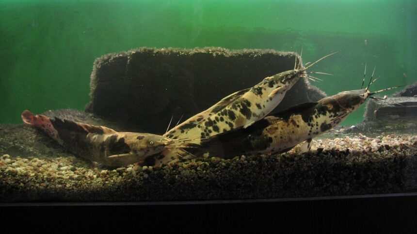 Walking catfish