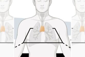 Image sourced from the study titled 'Thymic health consequences in adults', published in Nature