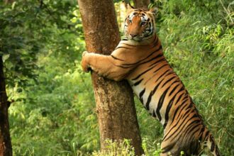 tiger