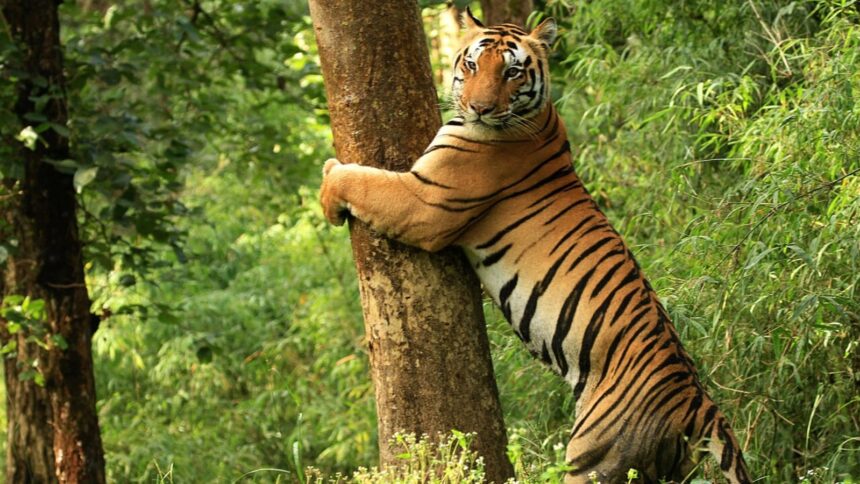 tiger