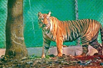 tiger