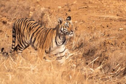 Bandhavgarh tiger death postmortem
