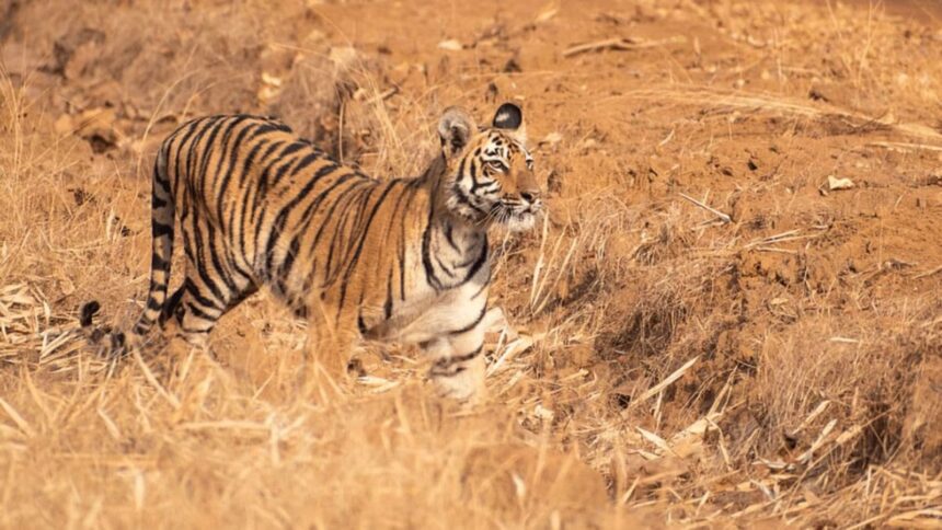 Bandhavgarh tiger death postmortem